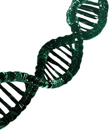 DNA decorative element